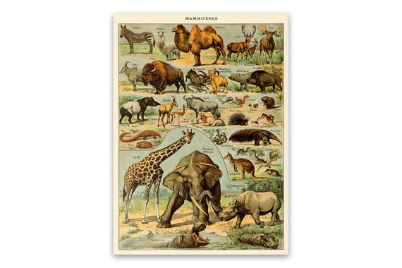 Animal Poster Art Exotic Animals Mammals Chart Print - Etsy Canada Animal Poster Art Exotic Animals Mammals Chart Print - Etsy Canada