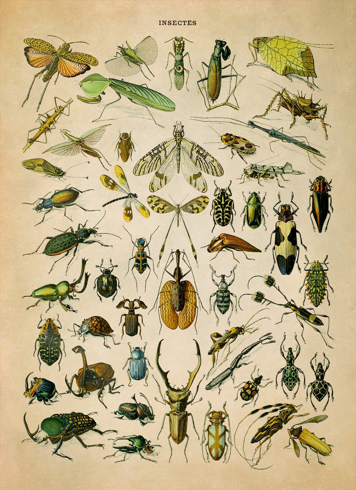 Dsp Insect Vintage Insect Chart Print: Adolphe Millot Scientific Illustration ...