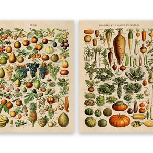 Adolphe Millot Fruit & Vegetable Vintage Print Set of 2, COM23 image 2