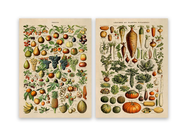 Adolphe Millot Fruit & Vegetable Vintage Print Set of 2, COM23 image 2