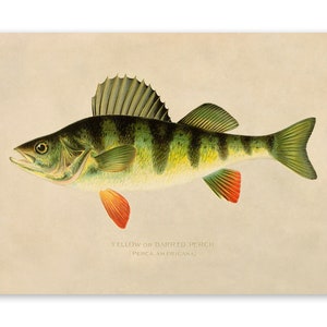 Yellow Perch Fish Print, Nautical Wildlife Home Decor, Vintage Style Reproduction, SFD19