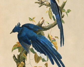 コロンビア　ジェイ　ジョン　ジェームズ　オーデュボン Audubon Columbia Jay Print: Vintage Birds of America Illustration