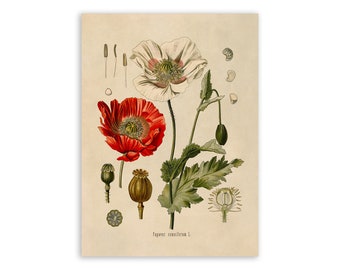 Opium Poppy Plant Print, Medicinal Plants Botanical Illustration, Vintage Style Reproduction, MOBO 28