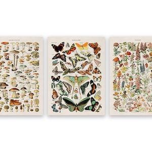 Adolphe Millot Print Set of 3, Features Butterfly Mushroom and Flower Species Charts, Premium Vintage Style Reproduction Prints COM18
