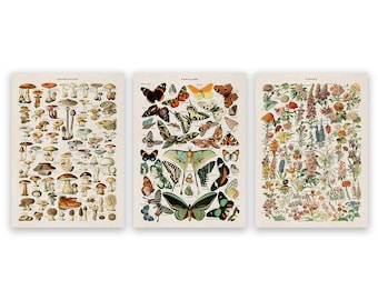 Adolphe Millot Nature Print Set of 3: Vintage Butterfly, Mushroom & Flower Charts, COM18