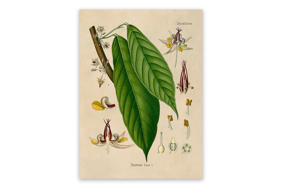 Cocoa Tree Botanical Illustration Print MOBO 128 - Etsy