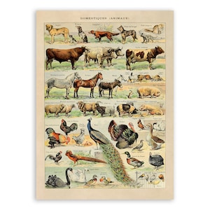 Domestic Animal Species Print, Vintage Style Animals Illustration, Adolphe Millot Animals Chart Poster, Children&#39;s Educational Artwork, AM05