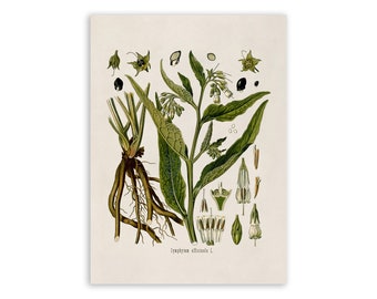Comfrey Plant Print, Medicinal Plants Botanical Illustration,  Vintage Style Reproduction, MOBO 31