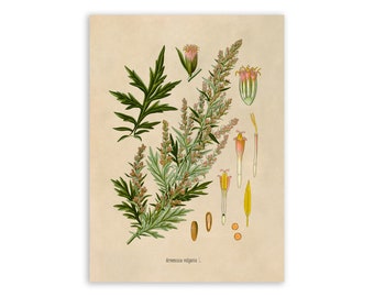 Mugwort Plant Print, Medicinal Plants Botanical Illustration,  Vintage Style Reproduction, MOBO 214
