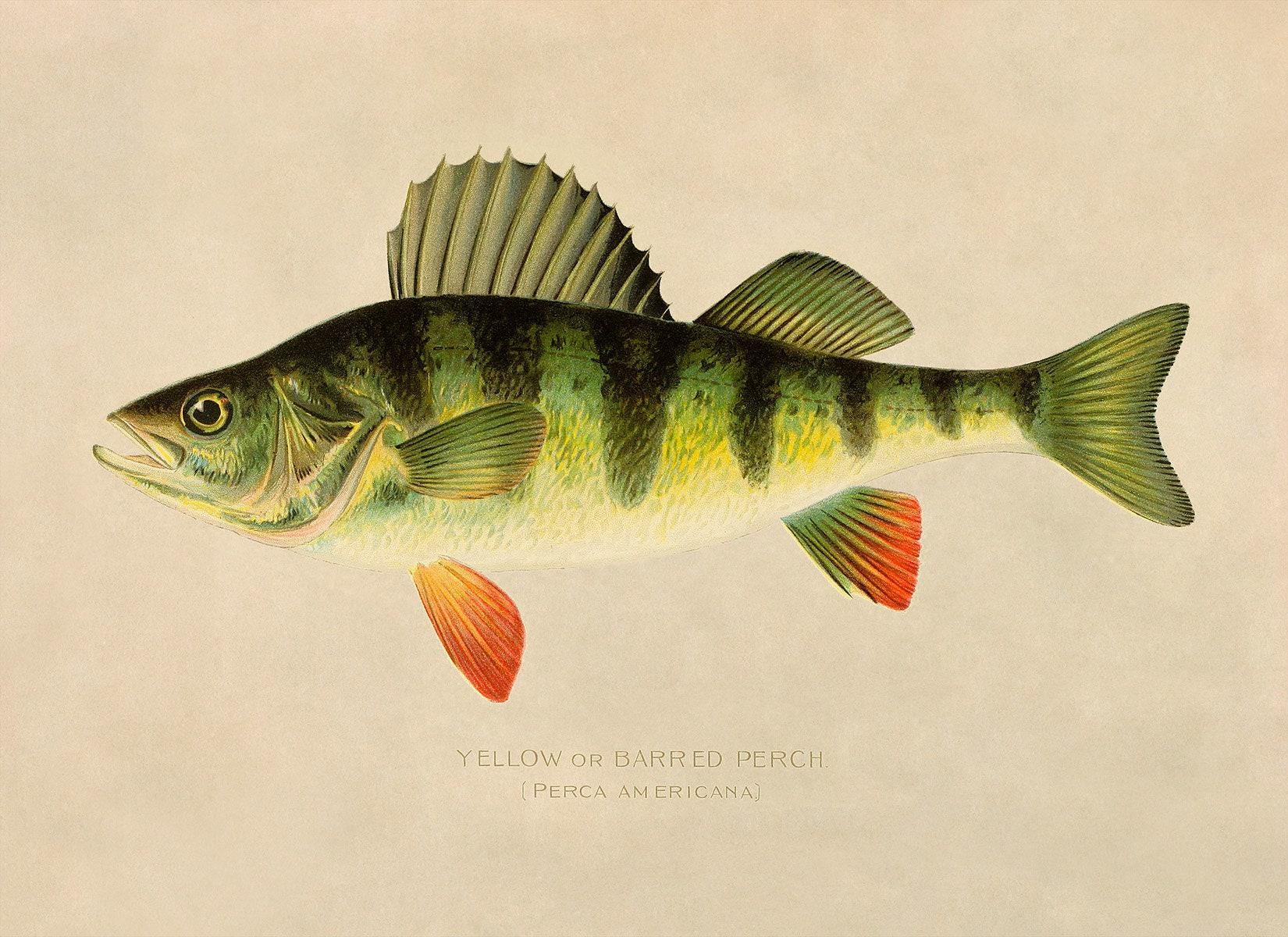 Yellow Perch Fish Print, Nautical Wildlife Home Decor, Vintage