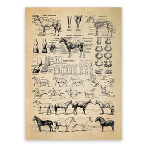 Vintage Horse Anatomy Poster: Equestrian Breeds Reproduction Print, FD35