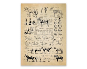 Vintage Horse Anatomy Poster: Equestrian Breeds Reproduction Print, FD35