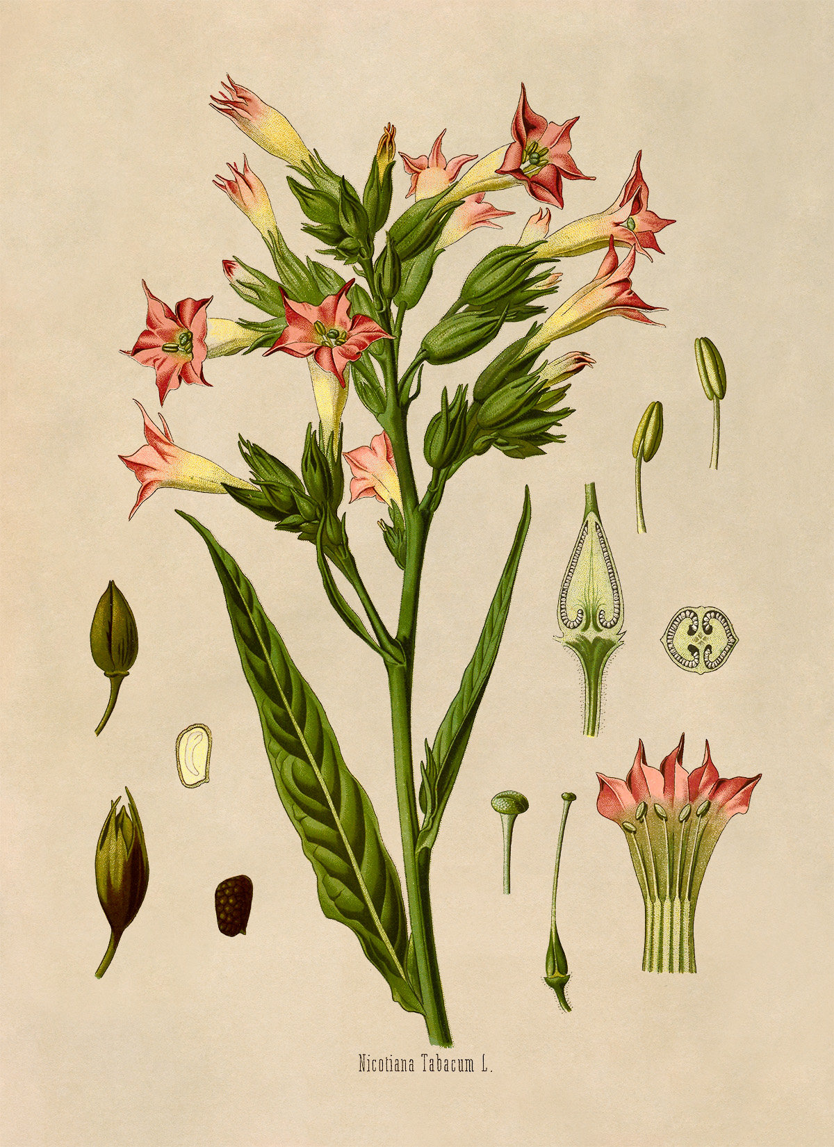plants related to tobacco Tobacco Plant Print, Medicinal Plants Botanical Illustration, Vintage Style  Reproduction, MOBO 17