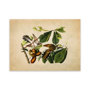 Yellow Billed Cuckoo Bird Print, Vintage Style Audubon Poster, Birds Of America Illustration, AOB2