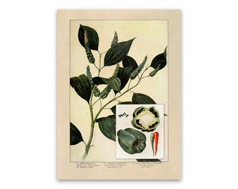 Green Bell Pepper Plant Print, Old Capsicum Illustration, Kitchen Vegetable Decor Poster, 1900s GEO86