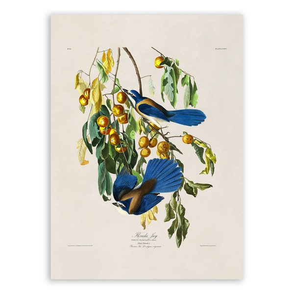 Florida Scrub Jay Bird Print, Vintage Style Audubon Poster, Birds Of America Illustration,  AOB86