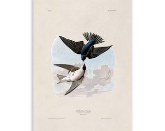 Tree Swallow Bird Print, Vintage Style Audubon Poster, Birds Of America Illustration, AOB99