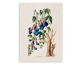 Crossvine Plant Print, Vintage Style Botanical Illustration, Premium Reproduction, FDA125