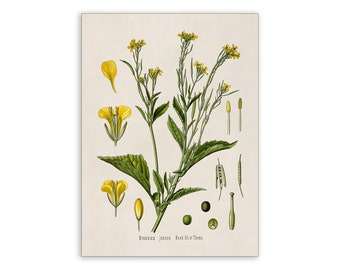 Mustard Greens Plant Print, Medicinal Plants Botanical Illustration,  Vintage Style Reproduction, MOBO 15