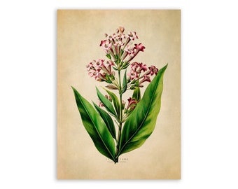 Tobacco Plant Print, Vintage Style Botanical Illustration, Premium Reproduction, FDA71