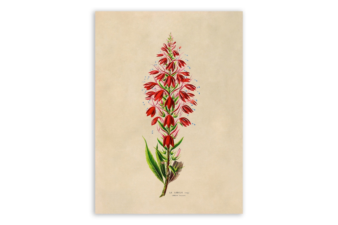 Cardinal Red Flower Print, Vintage Style Botanical Illustration ...