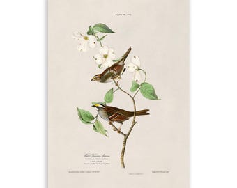 White Throated Sparrow Bird Print, Vintage Style Audubon Poster, Birds Of America Illustration, AOB8