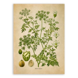 Fools Parsley Poisonous Plant Print, Medicinal Plants Botanical Illustration, Vintage Style Reproduction, MOBO 224