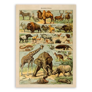 Impression d&#39;espèces animales, Illustration de mammifères de Style vintage, affiche graphique d&#39;animaux d&#39;Adolphe Millot, oeuvre d&#39;art d&#39;animaux exotiques, AM44