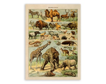 Animal Species Print, Vintage Style Mammals Illustration, Adolphe Millot Animals Chart Poster, Exotic Animals Artwork, AM44