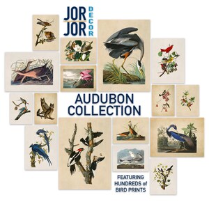 May include: A collage of vintage bird illustrations featuring a variety of species, including a heron, a woodpecker, and a blue jay. The images are arranged in a grid pattern and are surrounded by a white border. The text "AUDUBON COLLECTION" is displayed in the center of the collage. The text "FEATURING HUNDREDS of BIRD PRINTS" is displayed at the bottom of the collage.