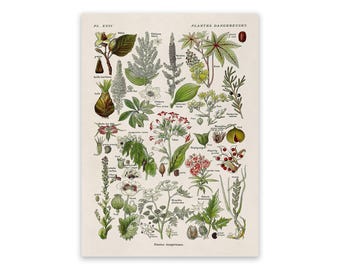 Dangerous Poison Plants Species Variety Chart, Scientific Botany Illustration, AM91