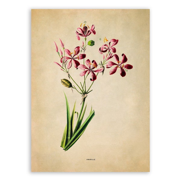 Blackberry Lily Flower Print, Vintage Style Botanical Illustration, Premium Reproduction, FDA172