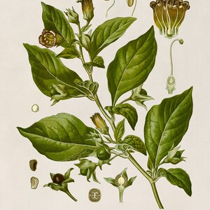 Deadly Nightshade Poisonous Plant Print, Medicinal Plants Botanical Illustration, Vintage Style Reproduction, MOBO 10 image 4