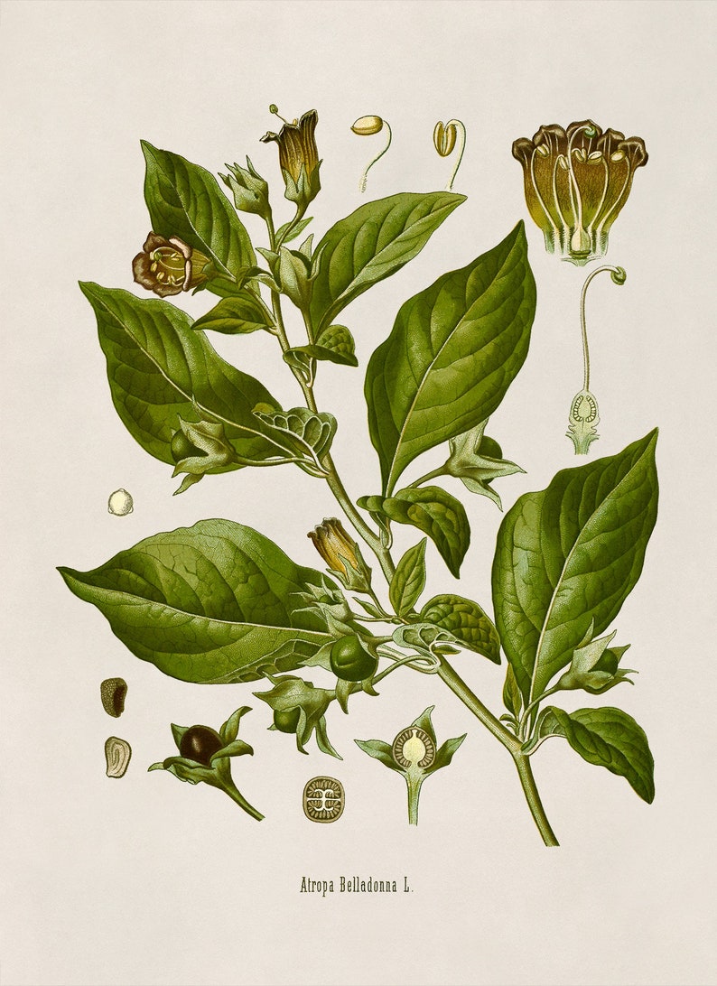 Deadly Nightshade Poisonous Plant Print, Medicinal Plants Botanical Illustration, Vintage Style Reproduction, MOBO 10 image 4