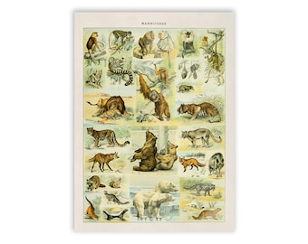 洋書 CLASSIC NATURAL HISTORY PRINTS MAMMALS Illustrated Mammals Print - Natural History Nursery Art - Etsy Canada