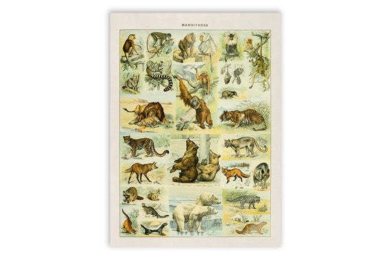 洋書 CLASSIC NATURAL HISTORY PRINTS MAMMALS 1922 Vintage Mammals Animal Poster. Small French Antique