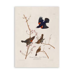 Impresión de pájaro mirlo de alas rojas, póster de Audubon de estilo vintage, ilustración de aves de América, AOB66