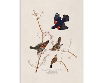 Red Winged Blackbird Bird Print, Vintage Style Audubon Poster, Birds Of America Illustration, AOB66