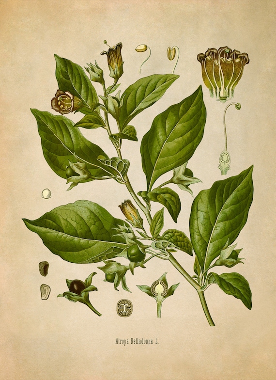 Deadly Nightshade Poisonous Plant Print, Medicinal Plants Botanical  Illustration, Vintage Style Reproduction, MOBO 10 - Etsy