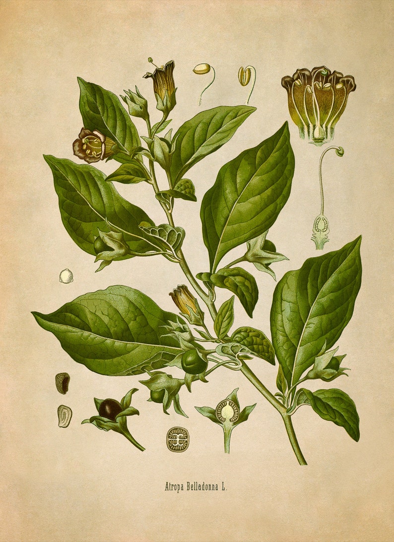 Deadly Nightshade Poisonous Plant Print, Medicinal Plants Botanical Illustration, Vintage Style Reproduction, MOBO 10 image 2