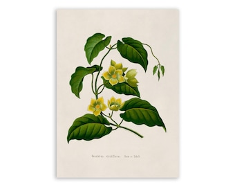 Milkvine Plant Print, Medicinal Plants Botanical Illustration, Vintage Style Reproduction, MOBO 166