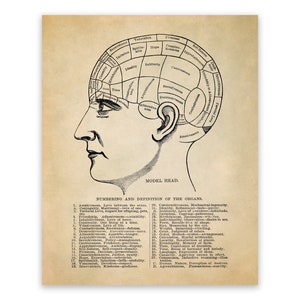 May include: A vintage black and white illustration of a human head with a diagram of the brain labelled with different functions. The text below the image reads "MODEL HEAD. NUMBERING AND DEFINITION OF THE ORGANS."