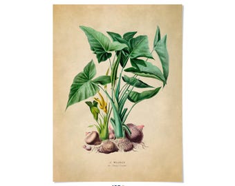 Green Arrow Arum Plant Print: Tropical Botanical Illustration Art, FDA23