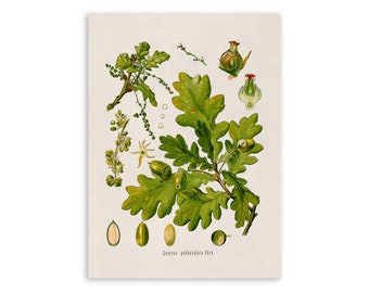 English Oak Tree Plant Print, Medicinal Plants Botanical Illustration, Vintage Style Reproduction, MOBO 21