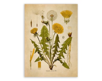 Dandelion Flower Plant Print, Medicinal Plants Botanical Illustration, Vintage Style Reproduction, MOBO 5