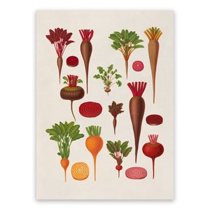 Beet Plant Print, Garden Vegetable Themed Food Art, Premium Vintage Style Reproduction Poster, EB6