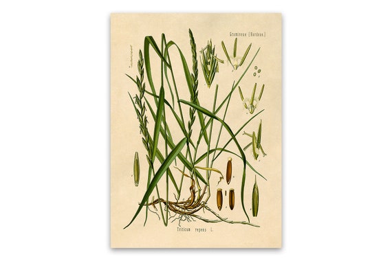 Common Couch Grass Botanical Illustration Poster Elymus Etsy