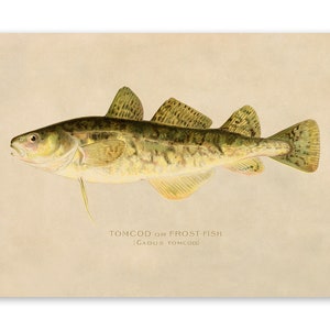 Tomcod or Frostfish Print, Angler Wildlife Home Decor, Vintage Style Reproduction, SFD16