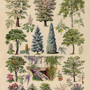 Ornamental Trees Species Chart, Scientific Botany Illustration, AM76 image 3