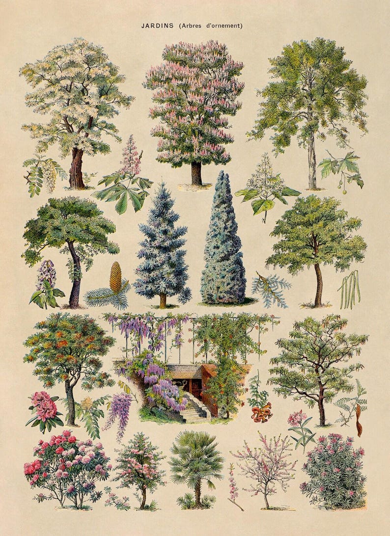 Ornamental Trees Species Chart, Scientific Botany Illustration, AM76 image 3
